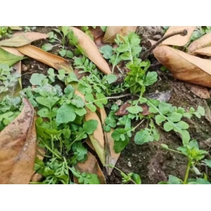 春天的味道：野菜与诗词的不解之缘